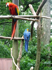 Colorful Parrots