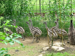 Who knew baby emu's were striped?