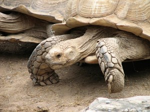 Big Galapagos Turtle