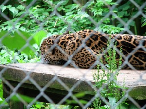 Jaguar