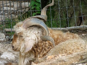 This guy had some epic horns