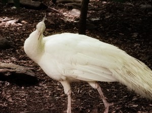 White peacock