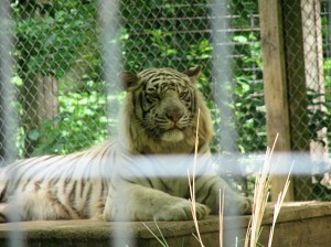 White tiger is not amused