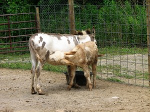 Nursing Donkey