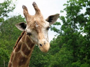 Giraffe posing for the camera :)