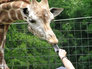 Giraffe being fed