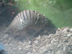 Finally got to see a live armadillo!  I saw plenty of dead ones when visiting my ex in Texas/Arkansas, but never live!