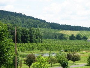 Scenery around Biglerville and Ardentsville.