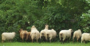 Woolyburgers Icelandic Sheep