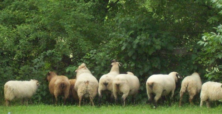 Local Business Spotlight of the Week: Woollyboogers Icelandic Sheep